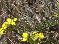 Rifugio_della_Galvarina - 20100509 095.jpg